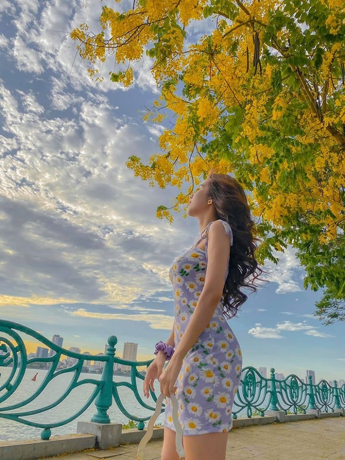 hoa muồng hoàng yến hồ tây nở rực rỡ trong Mùa hoa tháng 5 Hà Nội