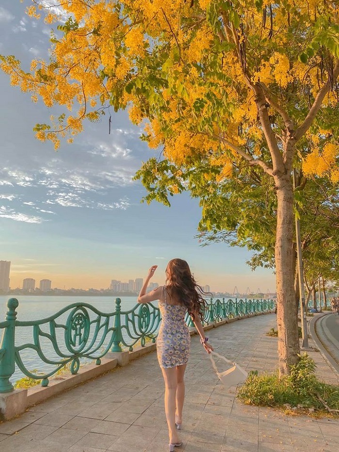 Mùa hoa tháng 5 Hà Nội với hoa muồng hoàng yến hồ tây