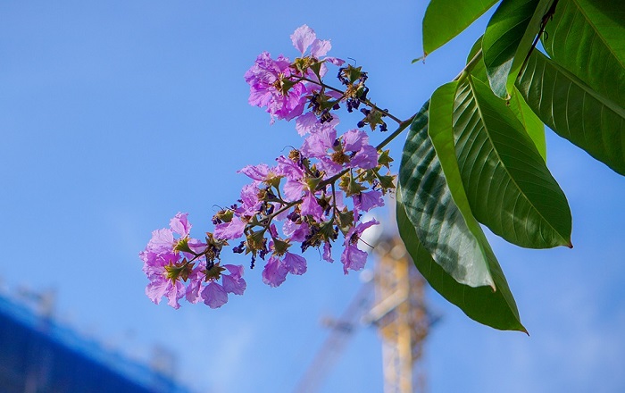 cây bằng lăng tím nở rực trong Mùa hoa tháng 5 Hà Nội