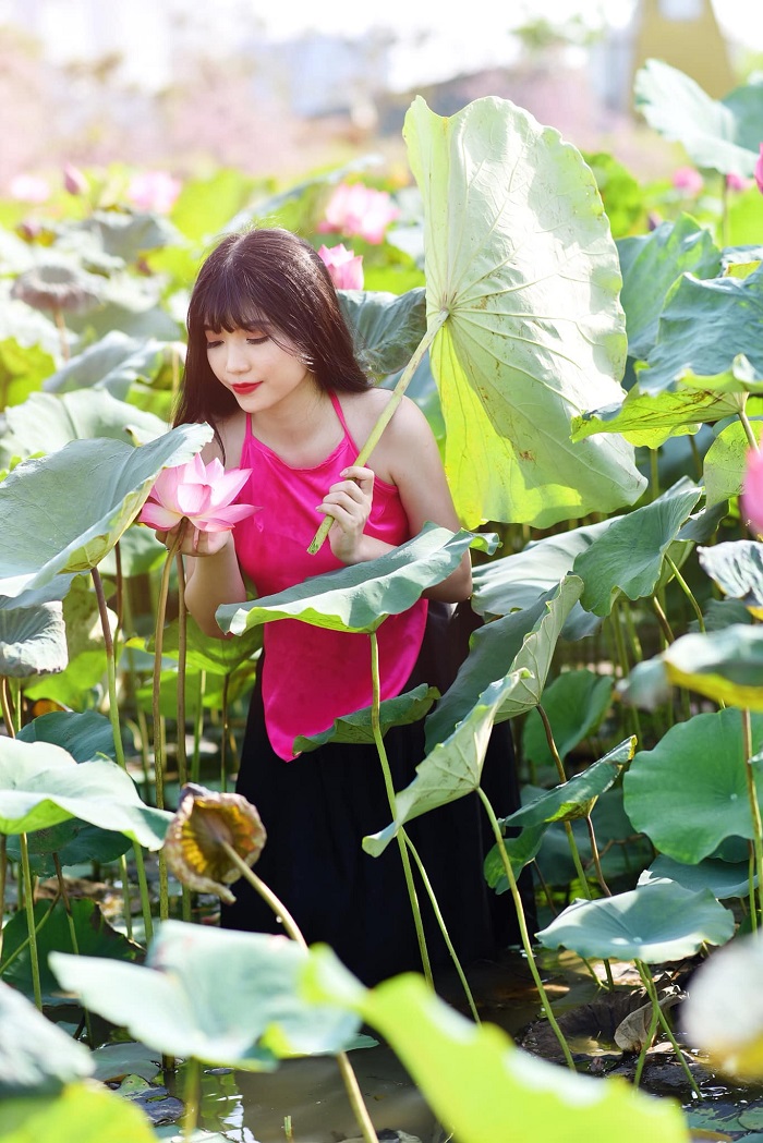 hoa sen là Mùa hoa tháng 5 Hà Nội