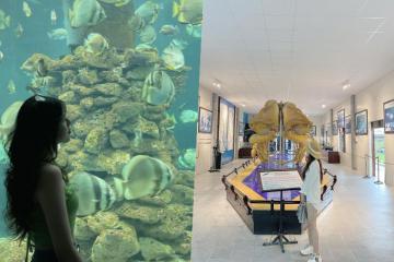Check-in bảo tàng Hải dương học ở Nha Trang, 'mãn nhãn' với thế giới đại dương tuyệt đẹp