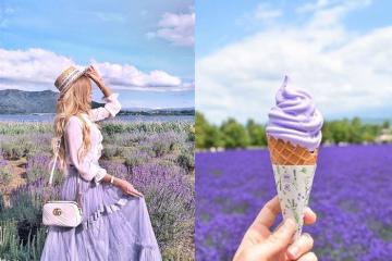 Màu tím đẹp lịm tim trải trên những cánh đồng lavender đẹp nhất Nhật Bản