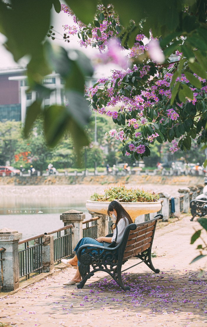 Điểm check in hoa bằng lăng Hà Nội trên phố Hoàng Cầu với khung cảnh siêu lãng mạn