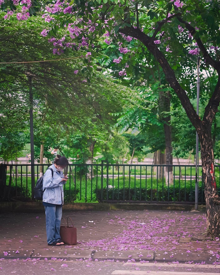 Quanh khu vực công viên Hòa Bình cũng là điểm check in hoa bằng lăng Hà Nội đáng để trải nghiệm