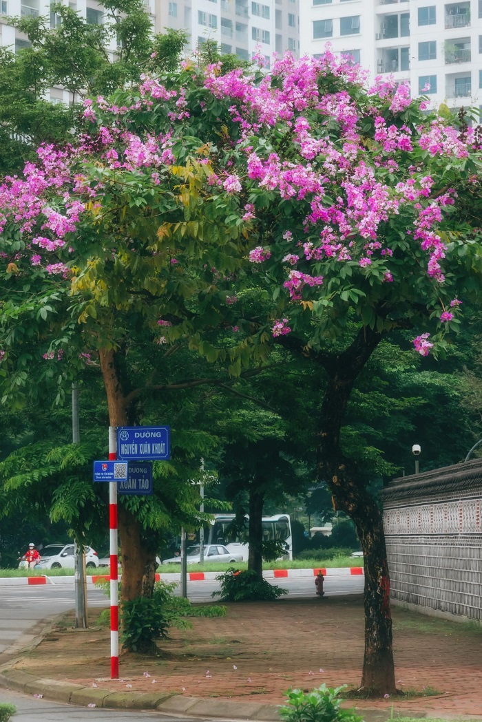 Ghé công viên Hòa Bình – điểm check in hoa bằng lăng Hà Nội - để có những bức ảnh đúng điệu thôi nào