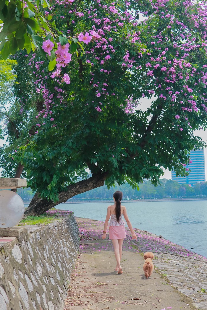 Công viên Thống Nhất là điểm check in hoa bằng lăng Hà Nội siêu đẹp cho các nàng thơ