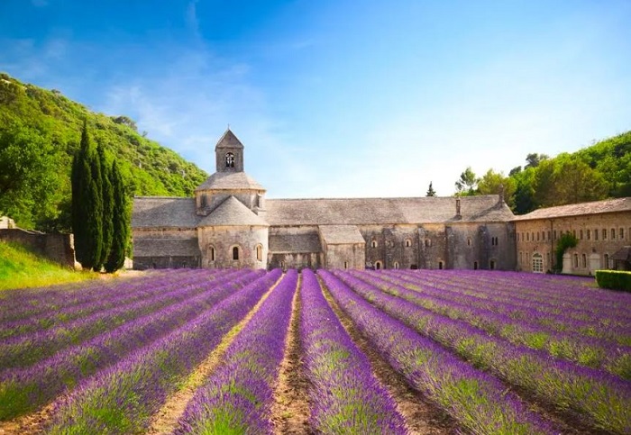 cánh đồng lavender đẹp nhất thế giới
