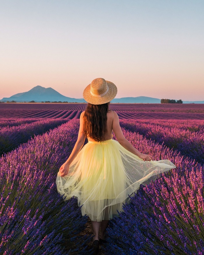 cánh đồng lavender đẹp nhất thế giới