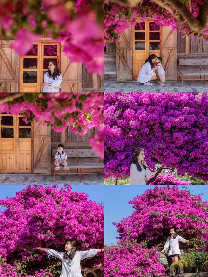 săn ảnh với background cây hoa giấy cổ thụ ở Đà Lạt đẹp như phim