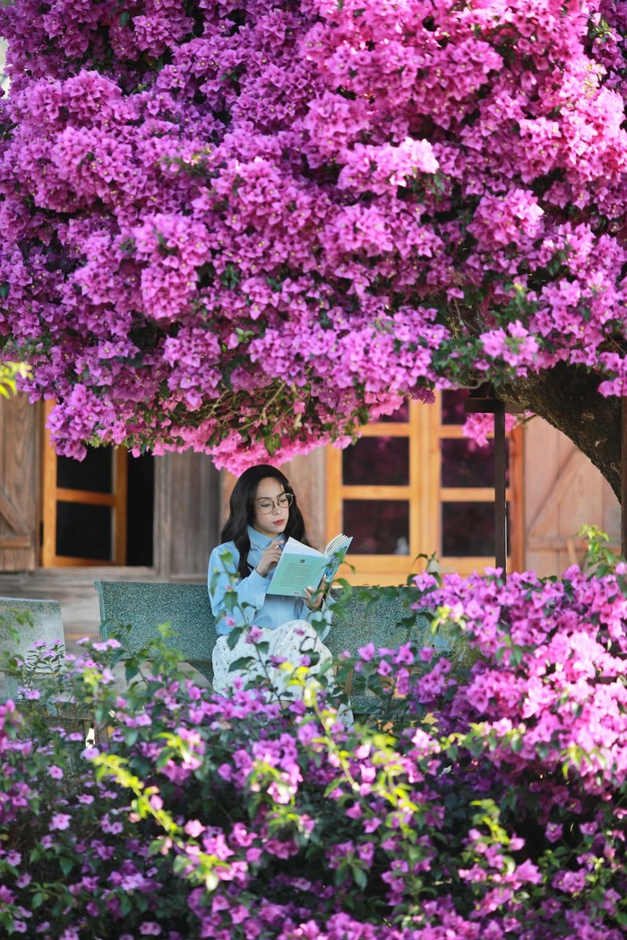 background cây hoa giấy cổ thụ ở Đà Lạt khiến bao du khách say mê