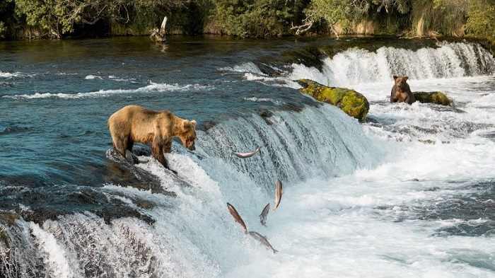 Ghé thăm Katmai, một trong những công viên quốc gia hàng đầu Alaska, du khách sẽ được gặp những “người bạn” gấu nâu thú vị