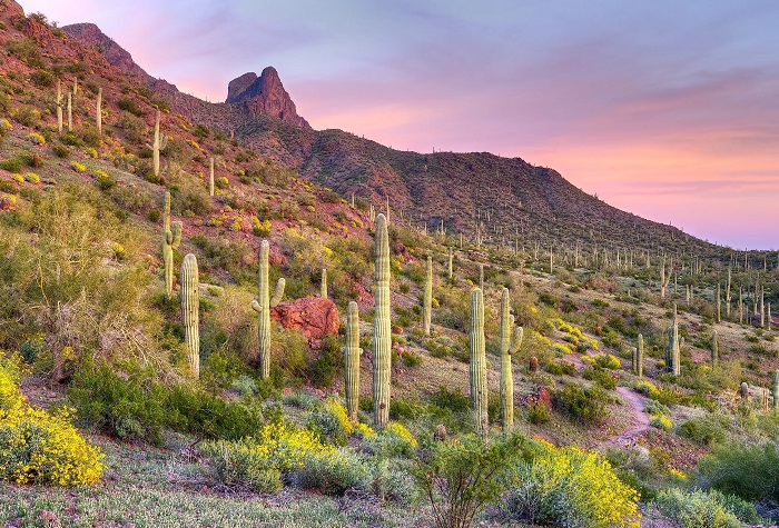 Tucson là một trong những địa điểm nóng nhất nước Mỹ nằm ở rìa sa mạc Sonoran