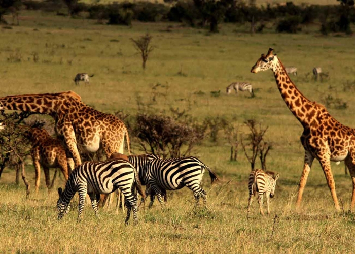 Du lịch Kenya - Công viên Masai Mara là một điểm đến du lịch nổi tiếng, với các loại động vật phong phú
