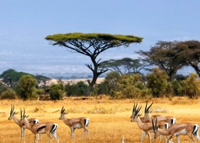 Du lịch Kenya - Công viên Quốc gia Amboseli là điểm đến du lịch nổi tiếng đối với những du khách quan tâm đến động vật hoang dã