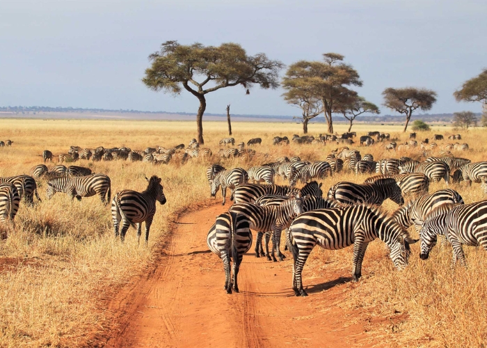 Du lịch Kenya - Khu bảo tồn Lewa cũng là một điểm du lịch sinh thái nổi tiếng