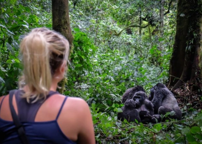 Du lịch Uganda - Vườn quốc gia Bwindi nơi cư trú của khá nhiều khỉ đột