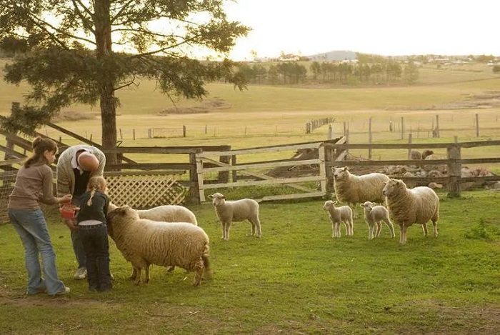 Nghỉ dưỡng ở trang trại là một trong những mẹo du lịch Úc giá rẻ bạn có thể tham khảo