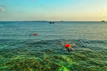 Giải bơi vượt biển tại Lý Sơn diễn ra đầu tháng 6