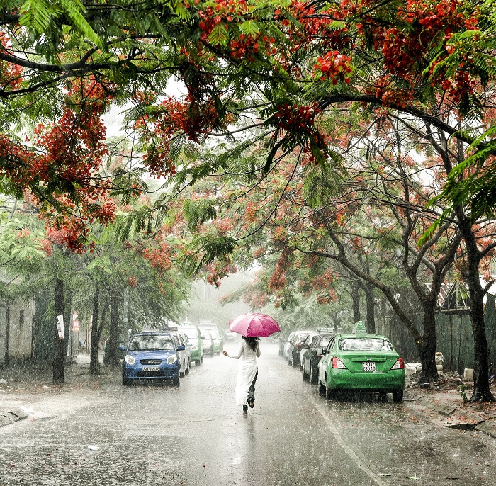 Mùa hoa tháng 6 Hà Nội nhất định phải điểm tên là mùa hoa phượng