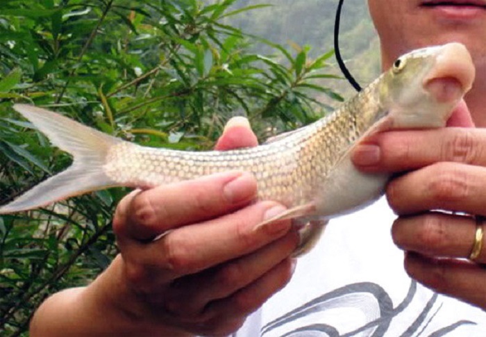 Cá anh vũ là đặc sản cao lương mỹ vị.