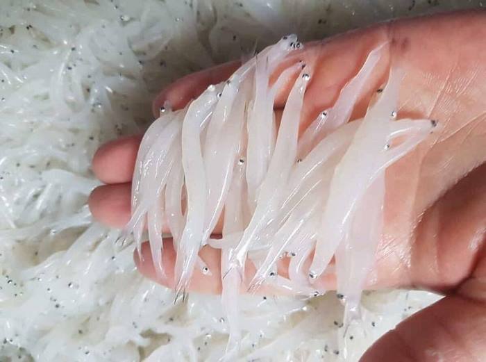 Cá ngần như một dải lụa mỏng manh trôi trong làn nước. 