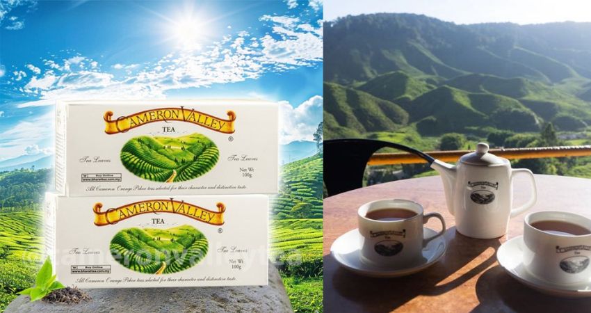 Trà Cameron Highlands - cẩm nang du lịch Tanah Rata Malaysia