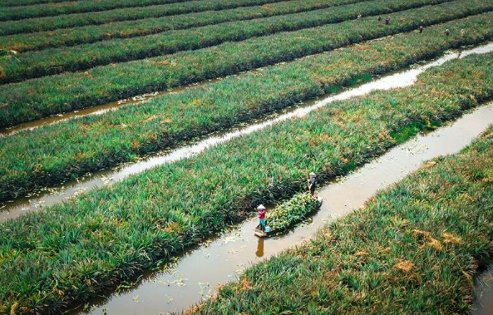 Cánh đồng khóm rộng lớn