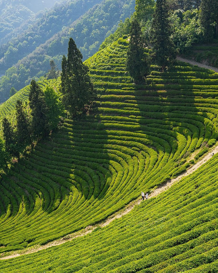 Thời điểm lý tưởng du lịch cánh đồng trà xanh Boseong Hàn Quốc