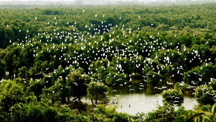 Khu du lịch sinh thái ở Đồng Tháp - Vườn Quốc gia Tràm Chim
