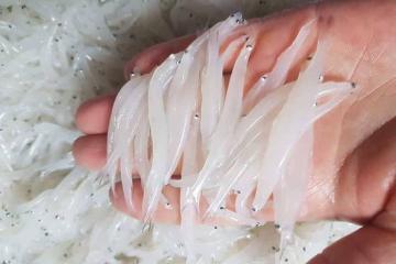 Cá ngần sông Đà Hòa Bình – Đặc sản tinh khiết giữa lòng Tây Bắc