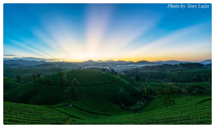 Rạng đông phủ ánh sáng lên những triền chè, mờ ảo giữa biển sương và núi đồi trung du Bắc Bộ. 
