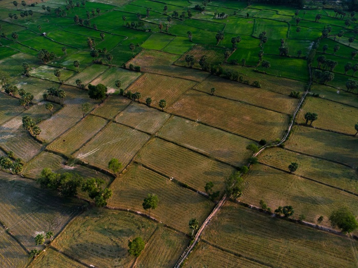 Những thửa ruộng đan xen tạo thành mảng màu xanh vàng trải dài. 