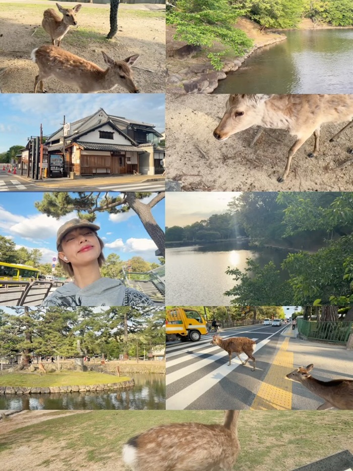 Nara Park - nơi Châu Bùi dành cả buổi để ngắm cảnh và chơi cùng đàn hươu thân thiện. Ảnh: Instagram nhân vật