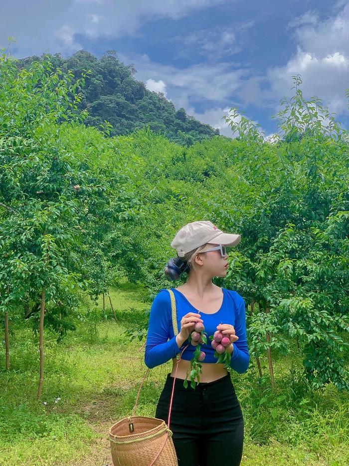 Du lịch Mộc Châu tháng 5 không thể bỏ qua mùa mận chín