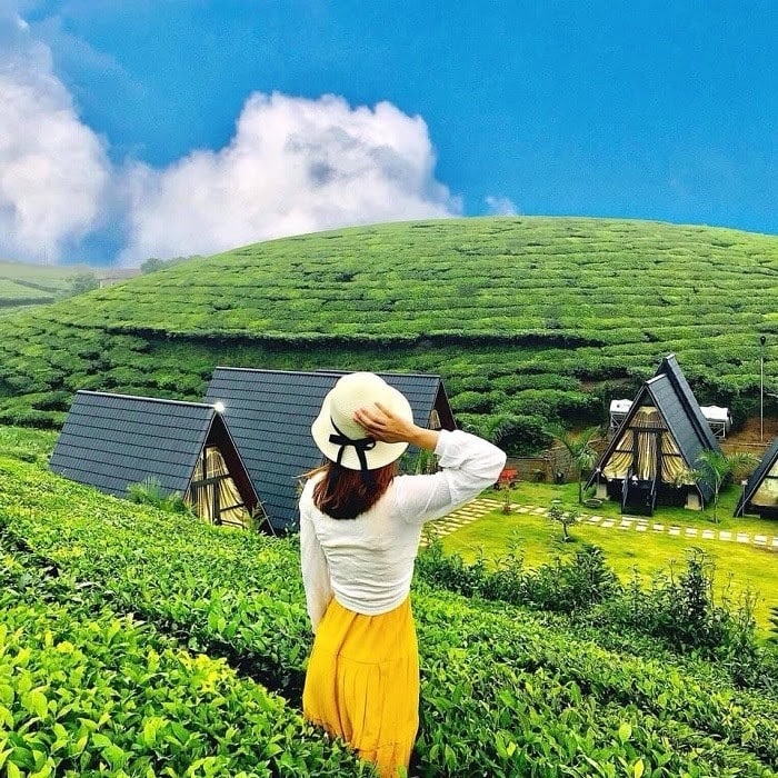 Đồi chè Mộc Châu lên ảnh cực đẹp du lịch Mộc Châu tháng 5