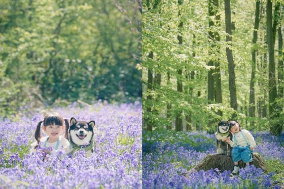 Mùa hoa Bluebells ở Anh: Biểu tượng mùa xuân của ‘xứ sở sương mù’