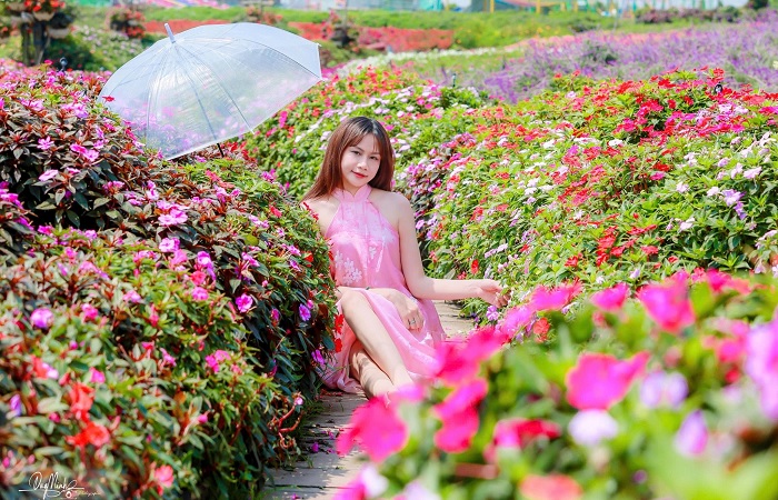 Thung lũng hoa Hồ Tây rất dễ tìm