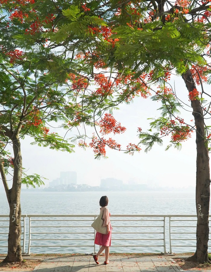 Hồ Tây ngay gần Thung lũng hoa Hồ Tây