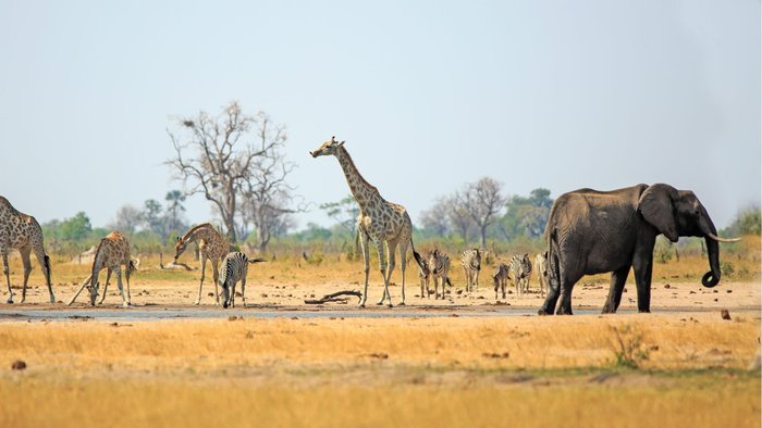 7 khu du lịch safari đưa du khách vào miền hoang dã