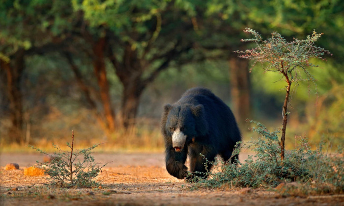 7 khu du lịch safari đưa du khách vào miền hoang dã