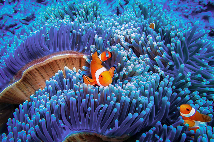 Bảo vệ san hô là vấn đề cấp bách hiện nay. 