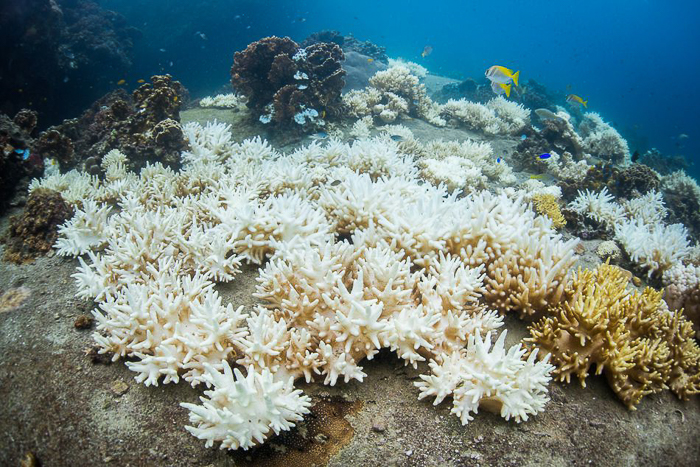 Từ chối các mặt hàng từ san hô là cách đơn giản để bảo vệ sinh vật này