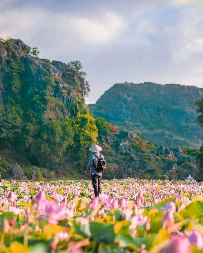 mùa hoa sen tháng 6 