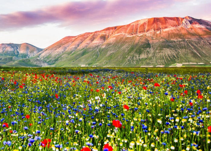 Những vườn hoa đẹp nhất thế giới ru ta vào chốn mộng mơ
