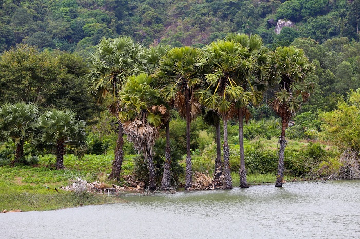 Hồ Ô Thum An Giang