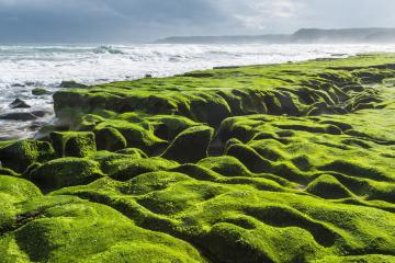 Lão Mai: Bãi biển rêu phủ xanh nức tiếng Đài Loan
