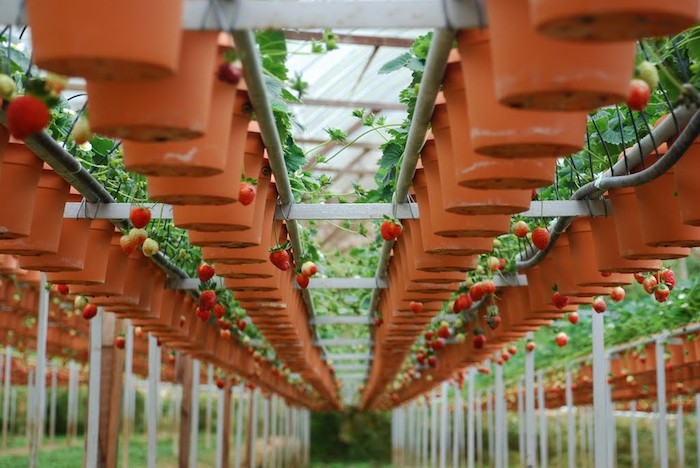 Những vườn dâu tây trĩu quả ở Cao ngueyen Cameron. Ảnh: kuantan-hotels.com