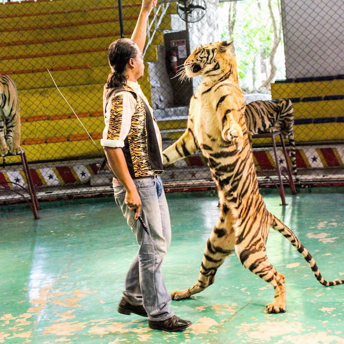 Sriracha Tiger Zoo Pattaya