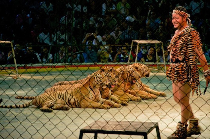 Sriracha Tiger Zoo Pattaya