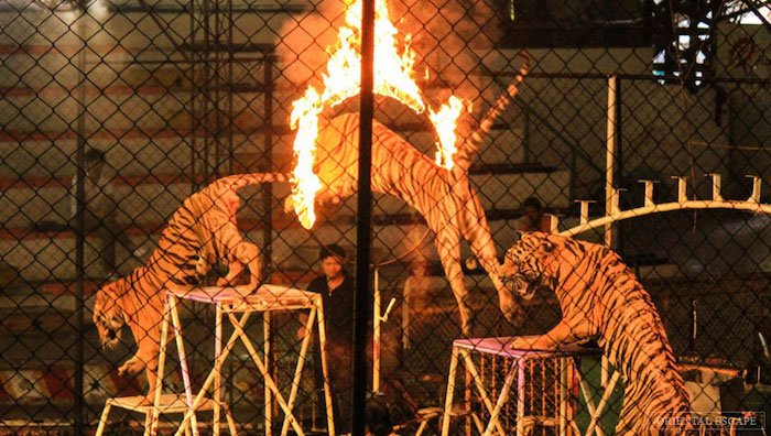 Sriracha Tiger Zoo Pattaya